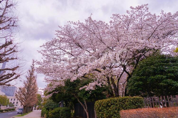 霞が関の桜並木道 霞が関,千代田区,春の写真素材