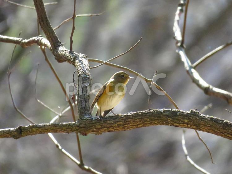 枝に留まるルリビタキのメス ルリビタキ,瑠璃鶲,野鳥の写真素材