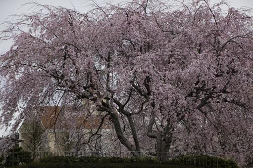 しだれ桜 しだれ桜の写真