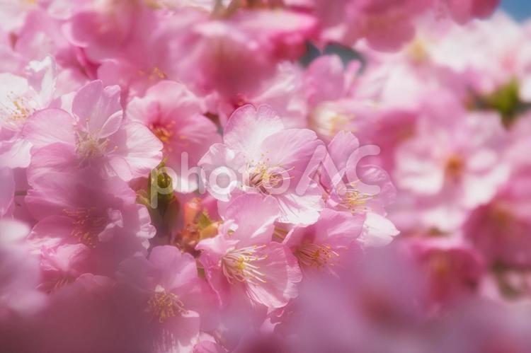 淡いピンクの桜　春のイメージ素材　５ 桜,河津桜,春の写真素材