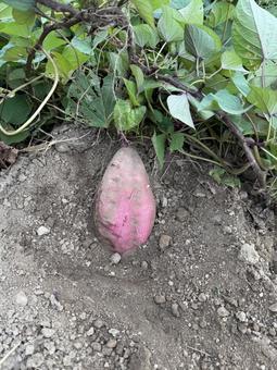 掘ったばかりのサツマイモ（紅はるか） さつまいも,サツマイモ,薩摩芋の写真素材