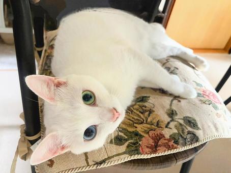 かわいいねこ 白ネコ,ペット,かわいいの写真素材