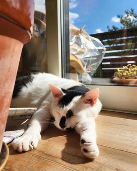 窓際で眠る猫 窓際で眠る猫 猫,くつろぐ,のんびりの写真素材