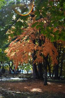 秋の散歩道 季節,秋,木漏れ日の写真素材