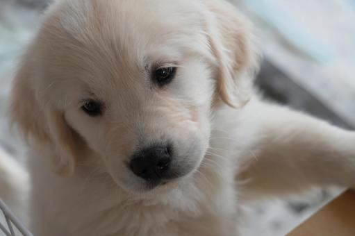 ゴールデンレトリバーの可愛い子犬 子犬,ゴールデンレトリバー,ペットの写真素材