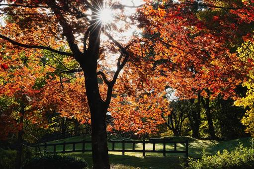 燃えるようなモミジの紅葉と強い光芒の絶景 紅葉,モミジ,カエデの写真素材