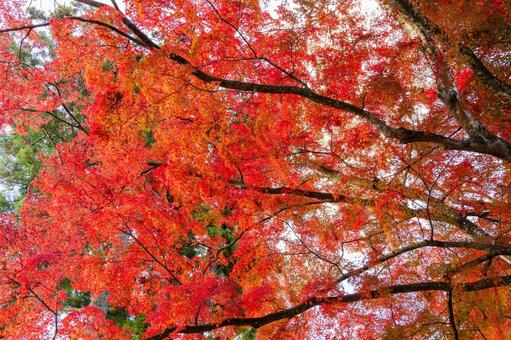 賀茂神社のモミジ⑼ 神社,賀茂神社,晩秋の写真素材