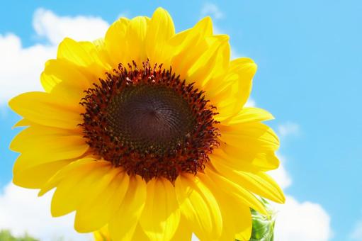 夏イメージひまわりの花 夏イメージひまわりの花の写真