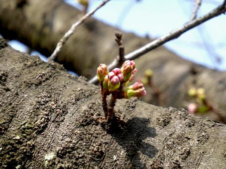 幹からツボミが出てきた住宅地のサクラ 幹からツボミが出てきた住宅地のサクラ サクラ,花,ツボミの写真素材