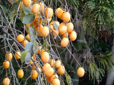 【風景写真】柿の実 柿,カキ,葉の写真素材