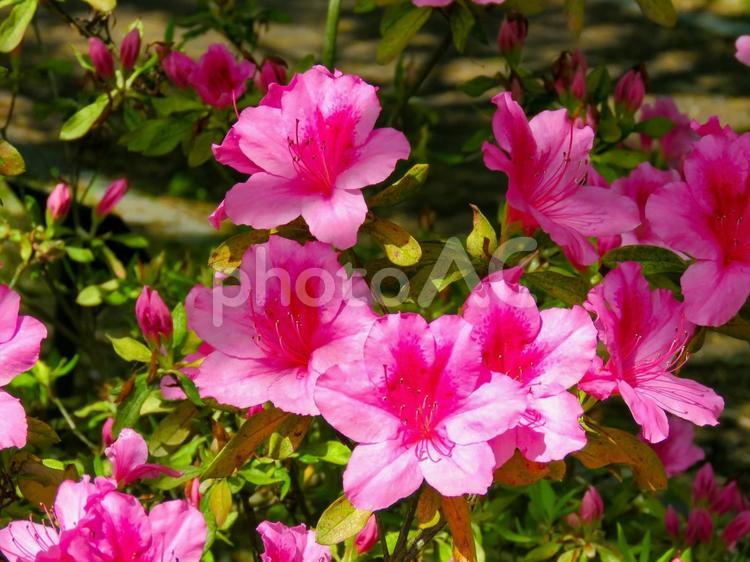 自然公園に咲くピンク色のツツジ ツツジ,躑躅,つつじの写真素材