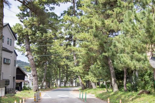 Goyu Pine Tree Line, JPG Goyu Pine Tree Line, JPG