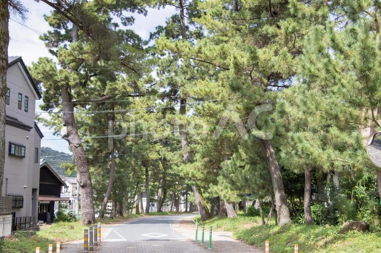 御油の松並木 御油の松並木,旧東海道,御油の写真素材