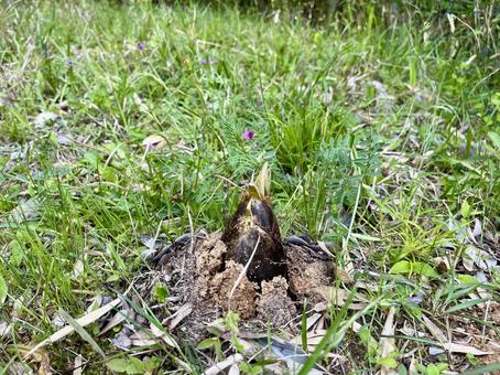 Bamboo shoots emerging from the ground, JPG Bamboo shoots emerging from the ground, JPG