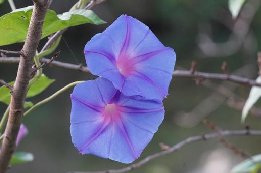 晩夏 晩夏 晩夏,朝顔,青色の花の写真素材
