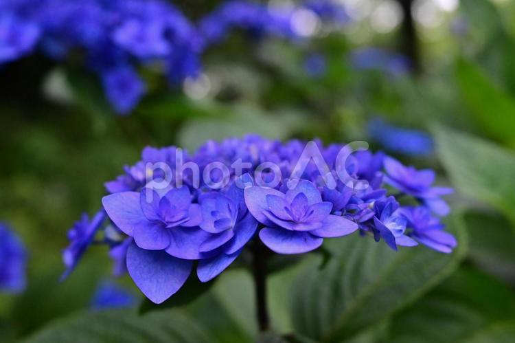 紫陽花 紫陽花,あじさい,アジサイの写真素材