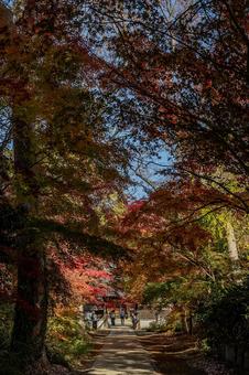 興禅院周辺の景色 興禅院周辺の景色 興禅院,寺院,紅葉の写真素材