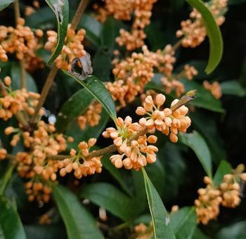 金木犀 キンモクセイ,金木犀,秋の写真素材