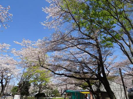 Photo, funabashi অ্যান্ডারসনকে পার্ক, এপ্রিল, ফানাবাশি সিটি, চিবা প্রিফেকচার, 
