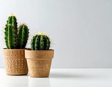 鉢植えのサボテン 鉢植えのサボテンの写真
