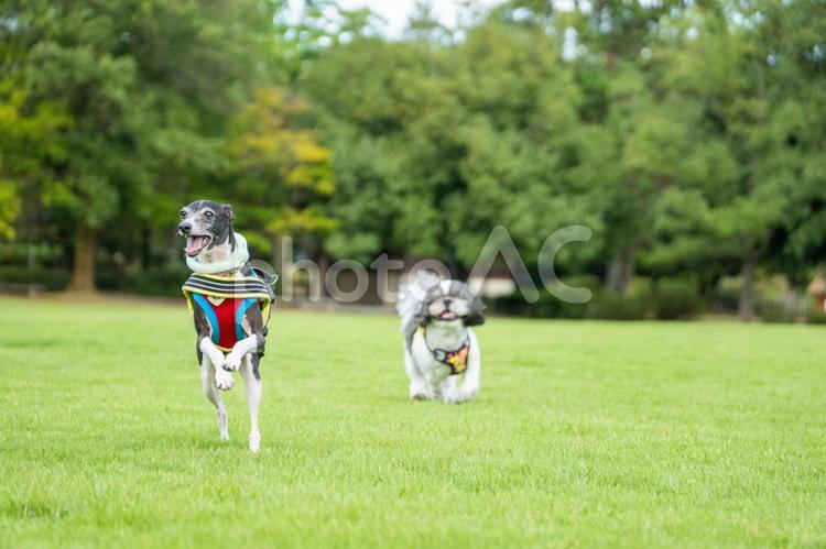 夏の公園で遊ぶイタグレとシーズー イタリアングレーハウンド,夏,イタグレの写真素材