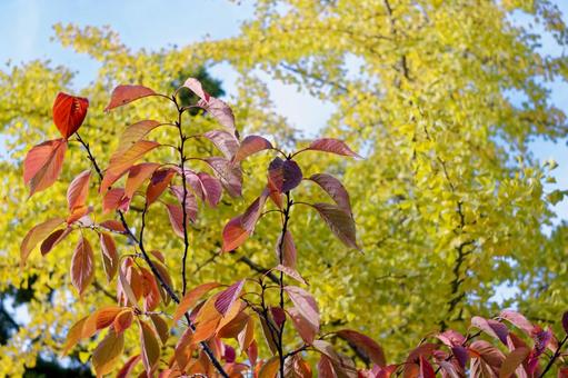 赤と黄色の葉の美しい対比 秋,紅葉,葉の写真素材