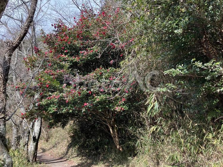 大きな椿の木 大きな,椿,木の写真素材