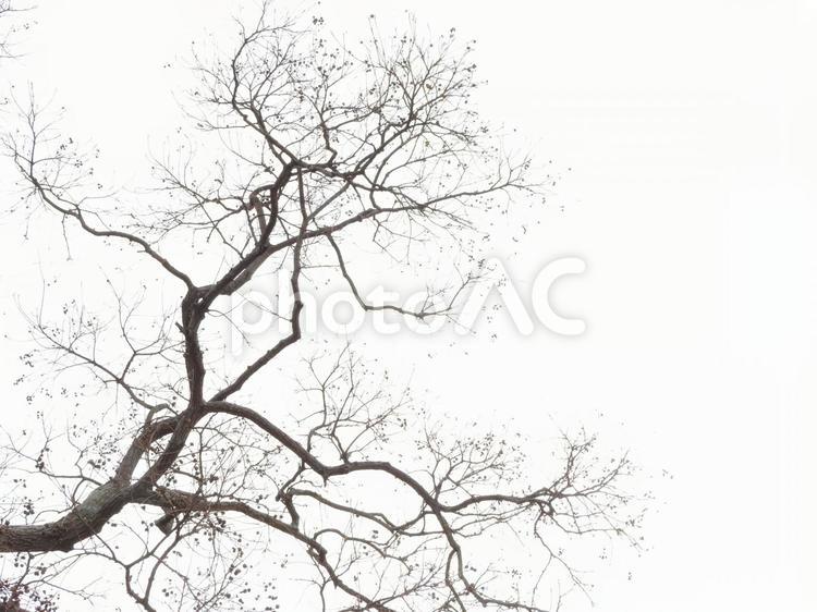 曇り空と大きな木 木,植物,春の写真素材