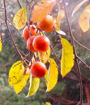 十分熟した柿の実 柿,実,果実の写真素材