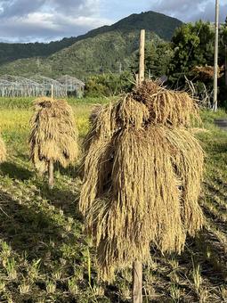 田んぼ 天日干し4 田んぼ 天日干し4の写真