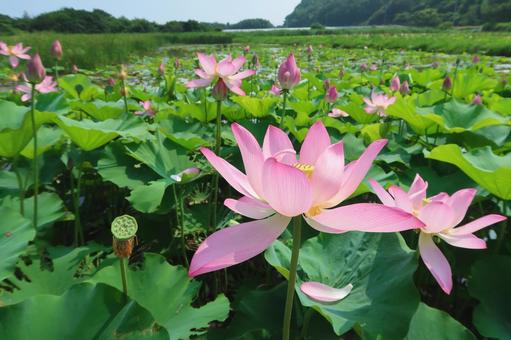 鳴門古代ハス 鳴門古代ハス ピンク,7月,ハスの写真素材