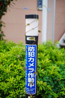 蔦が絡まった道路脇の街灯 蔦が絡まった道路脇の街灯 街灯,葉,つる草の写真素材