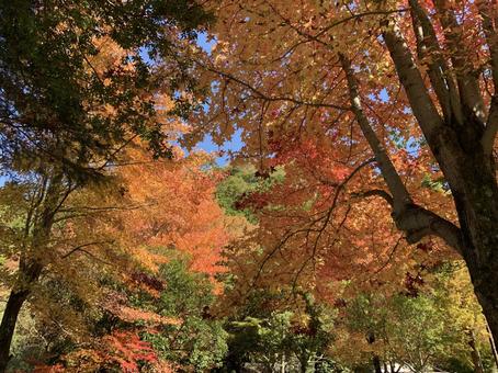 紅葉 紅葉,秋,山の写真素材