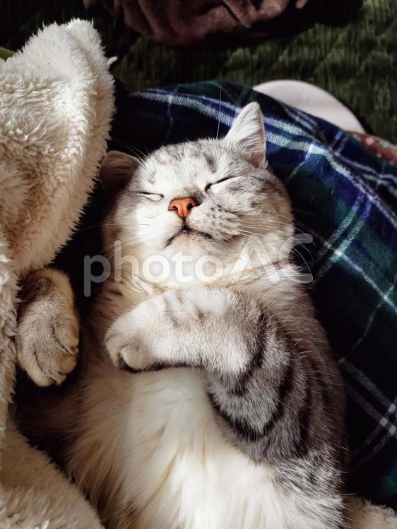 気持ち良さそうに眠る猫 猫,ねこ,猫画像の写真素材