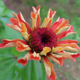 Zinnia elegans, JPG