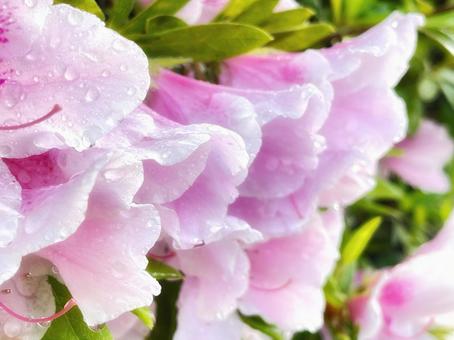 薄ピンクのツツジの花弁 薄ピンクのツツジの花弁の写真