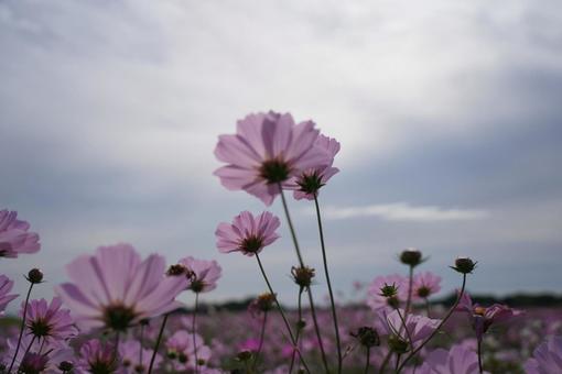 可憐なコスモス コスモス,秋桜,こすもすの写真素材