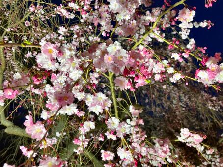 ライトアップされた枝垂桜 夜桜,夜,ライトアップの写真素材