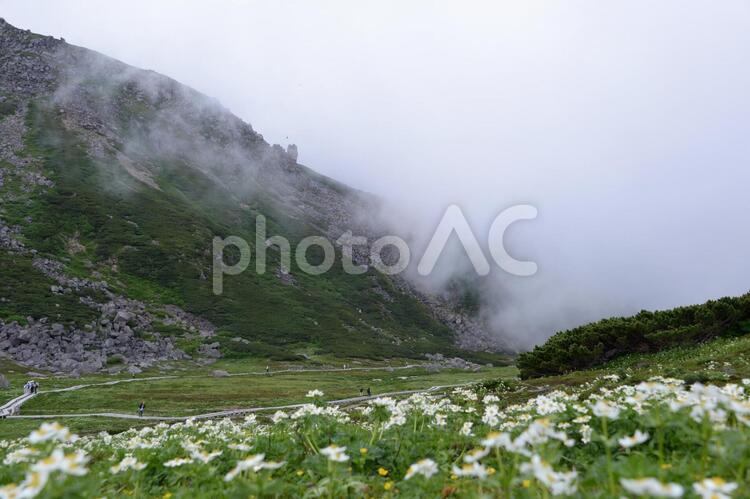 雲が近づいてきた乗鞍岳のお花畑 雲,霧,乗鞍岳の写真素材