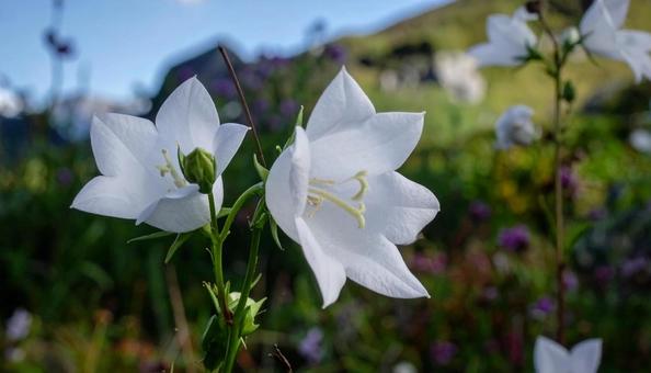 秋の七草 白色のキキョウ 季節の花 秋の七草 白色のキキョウ 季節の花の写真