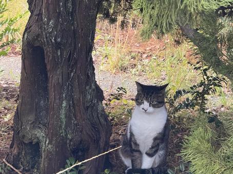 木の下でたたずむキジシロ猫 ネコ,保護猫,猫の写真素材