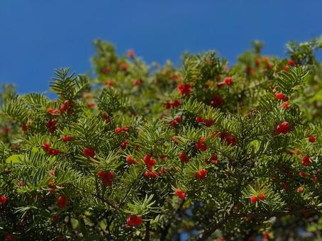 赤い実 赤い実の写真