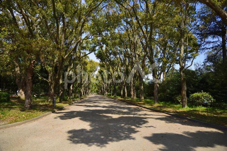 散歩道 春,緑,公園の写真素材