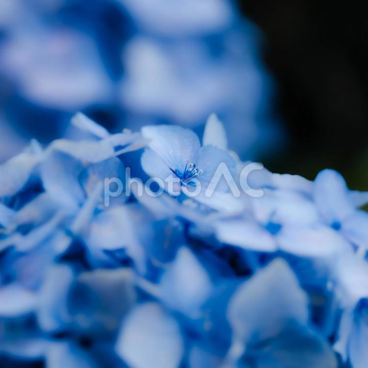 あじさいのアップ 紫陽花,梅雨,雨の写真素材
