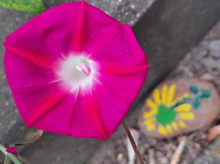 夏の朝顔 紅,赤,朝顔の写真素材