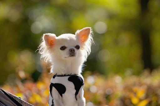 チワワのポートレート 犬,チワワ,小型犬の写真素材