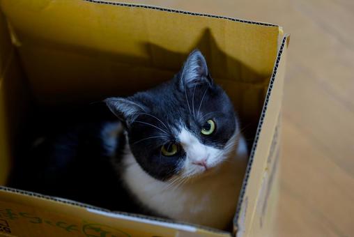 箱の中の猫 猫,ねこ,ネコの写真素材