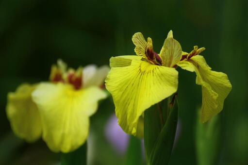Bloom as a cocoon, JPG Bloom as a cocoon, plant, natural, flower, JPG