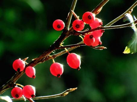 不味いけど美味しそうなヤブサンザシの果実 ヤブサンザシ,実,果実の写真素材