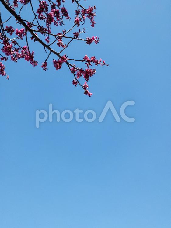快晴の青空と桜の花 青空,空,桜の写真素材